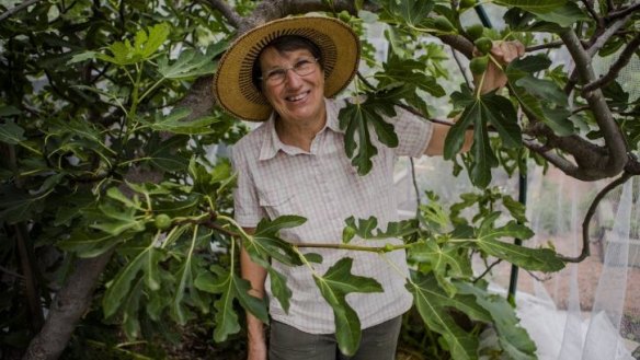 Sally Stephens with her fig tree in her O'Connor garden. 