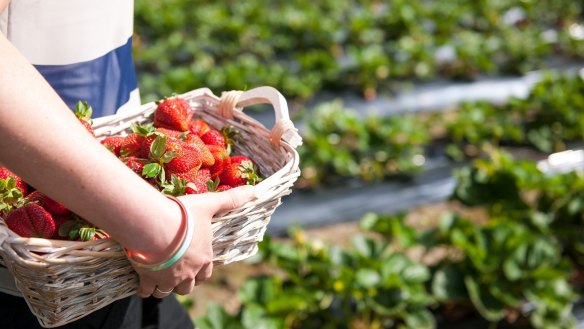 Fruit doesn’t come fresher than a sweet strawberry straight from the patch.