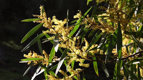 The next generation of banknotes will feature different species of wattle trees.