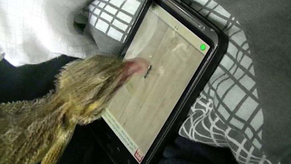 Aussie lizard has smartphone game licked