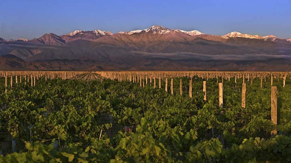 Land of contrasts: Malbec thrives on a strip below the Andes in Mendoza.