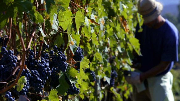 Plump Sangiovese grapes ready for harvest in Tuscany.