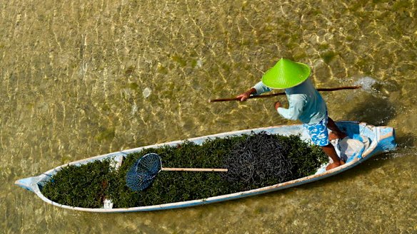 On the move ... the seaweed harvest in Lembongan.