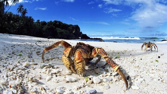 Search by torchlight for the famous coconut crab.