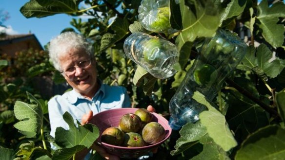 Professor Esther Gallant with her figs.