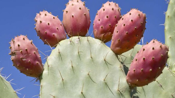 Opuntia cactus paddles, "Rows of nopales... were hanging on the wall."