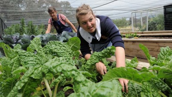 Harvest ... Student Daisy O'Malley-Welby and science teacher Fiona Buining using the Ho-Mi to work the raised garden beds of vegetables at Merici College.