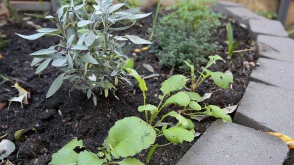 Jane Dickenson's herb garden is off to a good start.