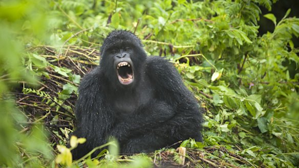 Magic mountain ... a mountain gorilla makes an appearance..