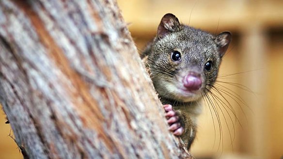 Shy guest ... a Cape Otway sanctuary offers hope for the endangered tiger quoll.
