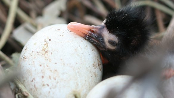 Straw-necked ibis chick  on Narran Lakes in the northern Murray-Darling Basin.