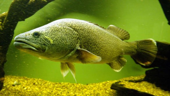 Murray River cod: Graceful predator, but also great eating.