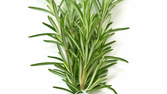 Fresh rosemary bunch with selective focus isolated on white background in vertical format. 
