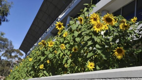 Leigh and Marianne O’Shannassy have been tending  the sunflowers at 243 Northbourne Avenue, the Oracle Building.