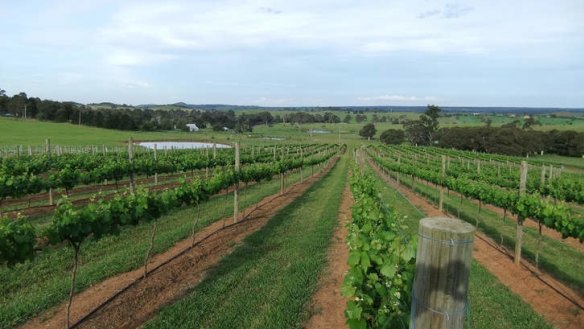 Winegrowers are seeing some of the hottest growing conditions in memory.