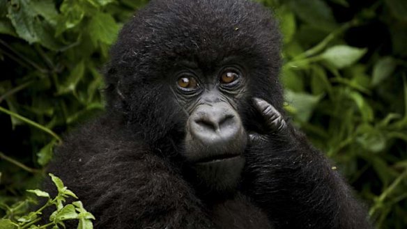 A juvenile gorilla at Volcanoes National Park.