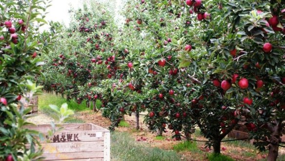 Apples galore: Batlow Cider Fest 2015 is on May 16.