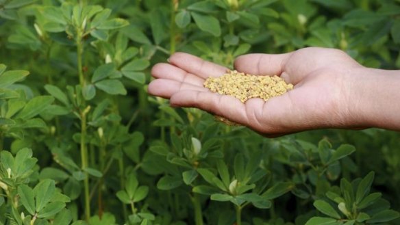 Fresh is best: Fenugreek or methi.