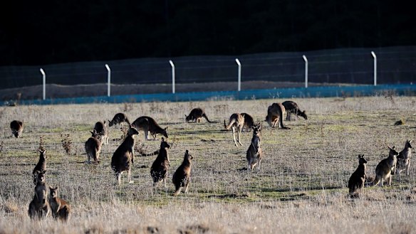 ACT government kangaroo fertility control trial confusion