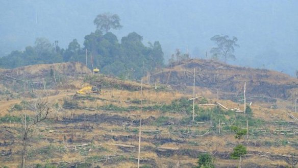 Heavy machinery makes new terraces for oil palm trees in freshly cleared forest inside the Leuser Ecosystem. Local activists say this clearing is illegal. 
