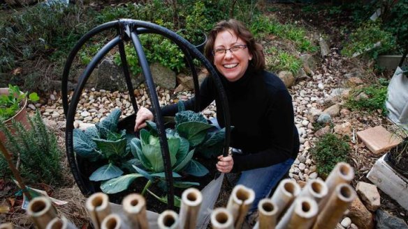 Dr Cally Brennan with her cabbages in hand-made 'brassica pods'.