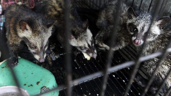 World Animal Protection says many caged civets show signs of stress and disease.