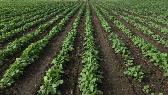 The carinata trail in Gatton, Queensland.
