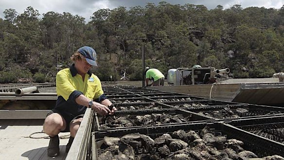 ''We were hoping it wouldn't get here but we were half expecting it'' … Rob Moxham says the virus has destroyed about 90 per cent of the oysters in a 50-hectare area.