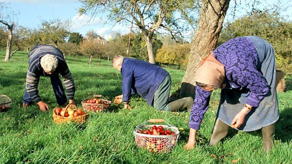 Ripe for picking