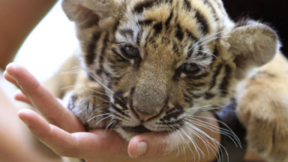 Little tiger found trapped in suitcase