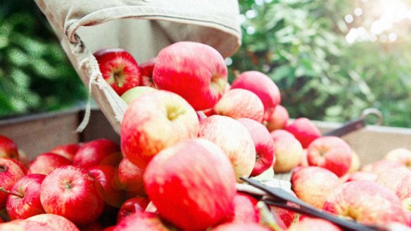 Willie Smith's pick of the crop: Cider apples, rather than eating apples, make all the difference.