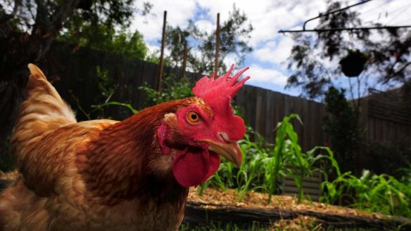 A chook workshop will be held at the Canberra Environment Centre on November 23.