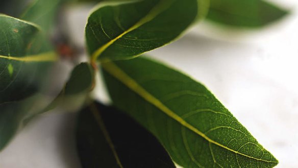 Natural killer?: Bay leaves are reputed to deter insects.