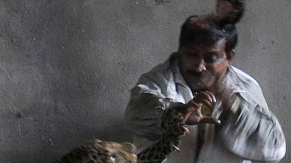 Attacked by a leopard: victim says he was trying to save animal