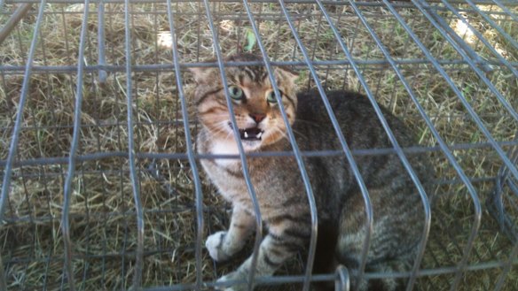 The government will encourage local communities to trap and humanely euthanise feral cats.