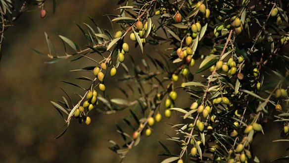 Freshly pressed: Newly pressed olive oil leaves the palate clean, while the best oil tastes peppery.