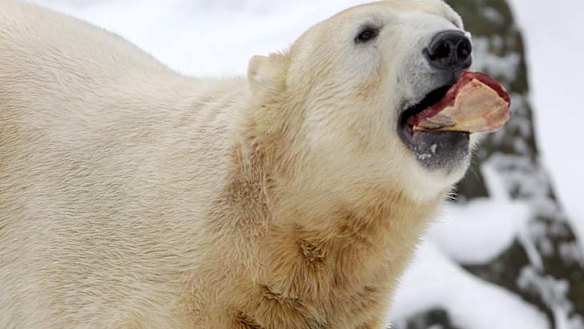 Berlin polar bear Knut 'had brain damage'