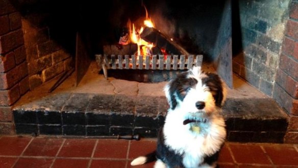 Harry the Old English Sheepdog warms up at the George Harcourt Inn.