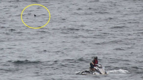 The shark lurks behind a lifesaver on a jet-ski on Saturday.