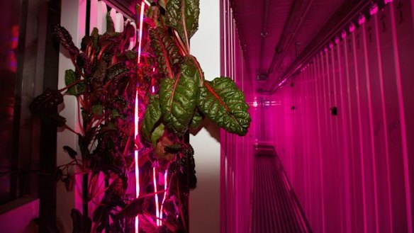 In Brooklyn, budding agricultural entrepreneurs set up year-round farms inside 10 retired metal ocean shipping containers and grow crops like microgreens, herbs and strawberries.