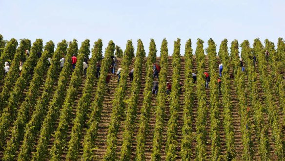 Grape pickers work on the hillside on the bank of the Rhone, where Viognier varieties originated.