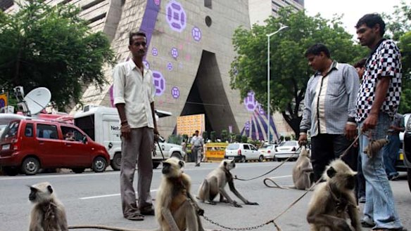 Monkey business: handlers take on unwanted guests