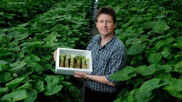 Ideal wasabi-growing environment: Horticulturalist Stephen Welsh at his Tasmanian farm.