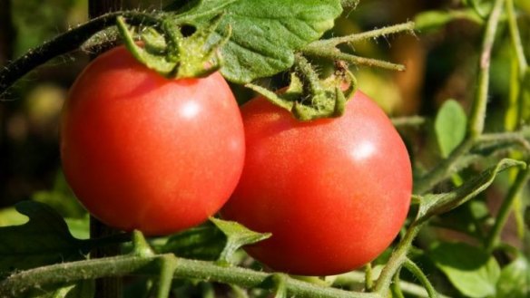 The Tomato Festival is taking place at  the Royal Botanic Gardens Sydney this weekend. 