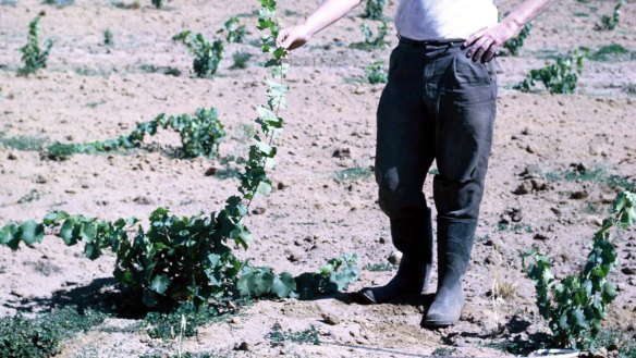 Tom Cullity, aged 43, with the first Vasse Felix vines in late 1960s. 