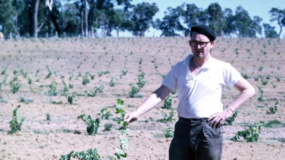 Tom Cullity, aged 43, with the first Vasse Felix vines in late 1960s. 