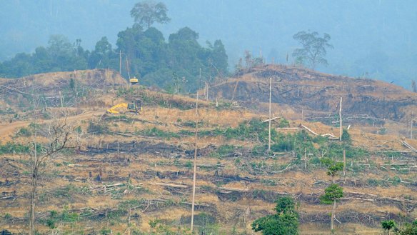  Aceh's wilderness is being illegally cleared to make way for palm oil plantations.