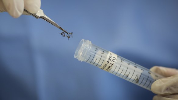 Scientists in Recife, Brazil, collect mosquitoes for study.