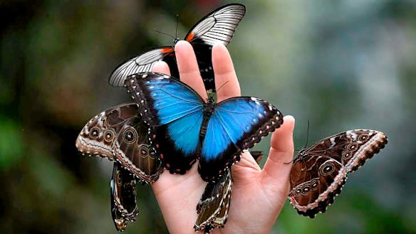 Butterfly decline a worrying portent