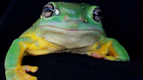 Spotty the frog puts in a magnificent Easter Show performance